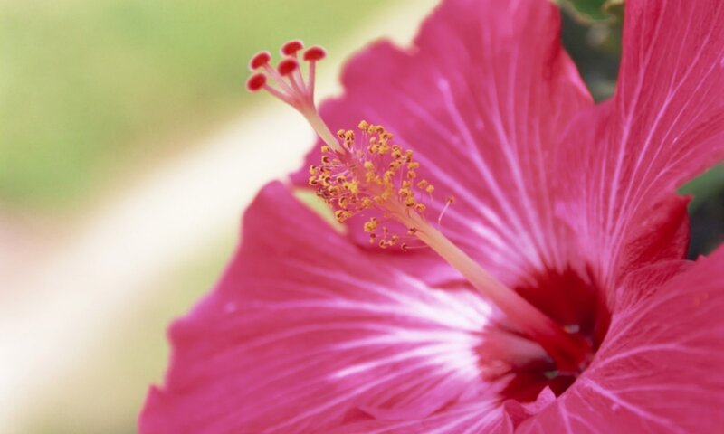 Pink Hibiscus Flower — Serene, Afternoon, Photograph, Stamen