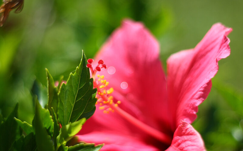 Pink Hibiscus Flower — Serene, Afternoon