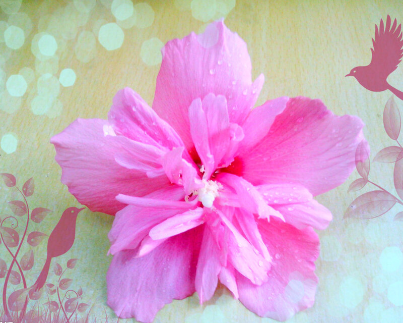 Pink Hibiscus Flower — Serene, Illustration