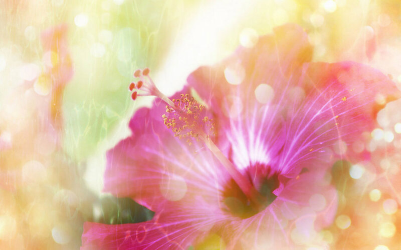 Pink Hibiscus Flower — Serene, Morning