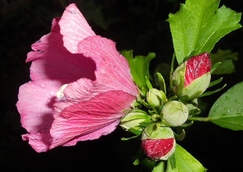 Pink Hibiscus Flower — Serene, Night, Photograph