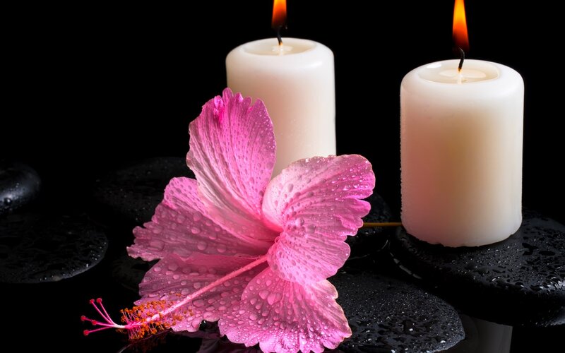 Pink Hibiscus Flower — Serene, Night