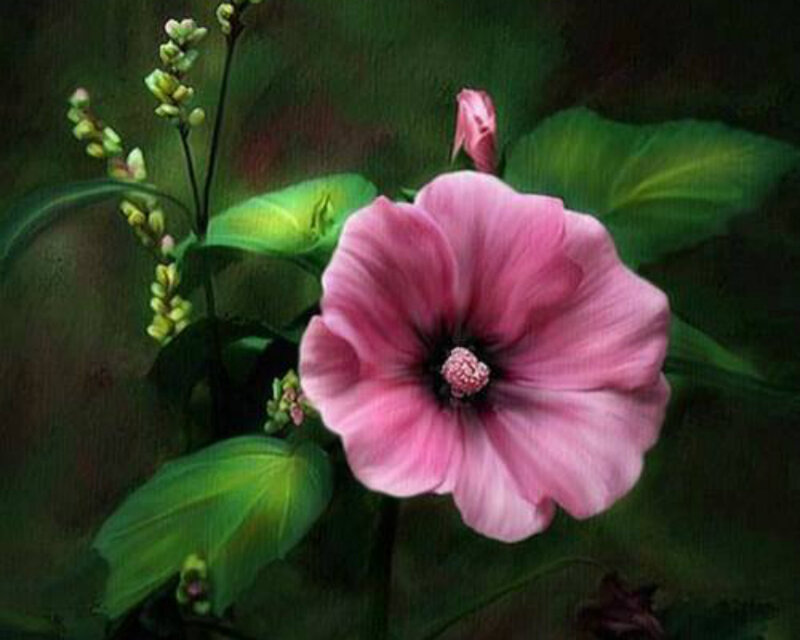 Pink Hibiscus Flower — Serene, Painting
