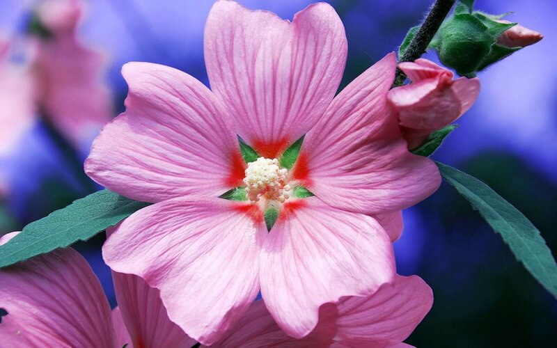 Pink Hibiscus Flower — Serene, Photograph, Bud, Leaf