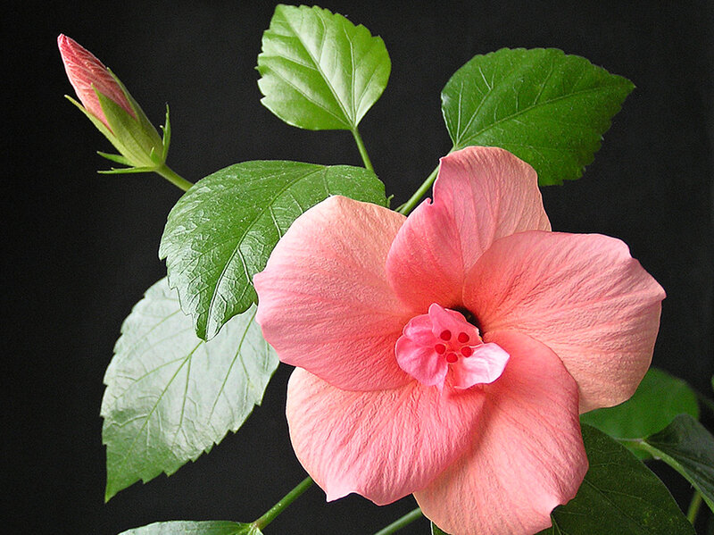 Pink Hibiscus Flower — Serene, Photograph, Bud, Leaves