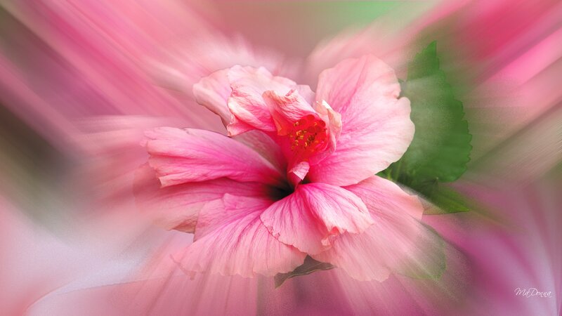 Pink Hibiscus Flower — Serene, Photograph, Green Leaf
