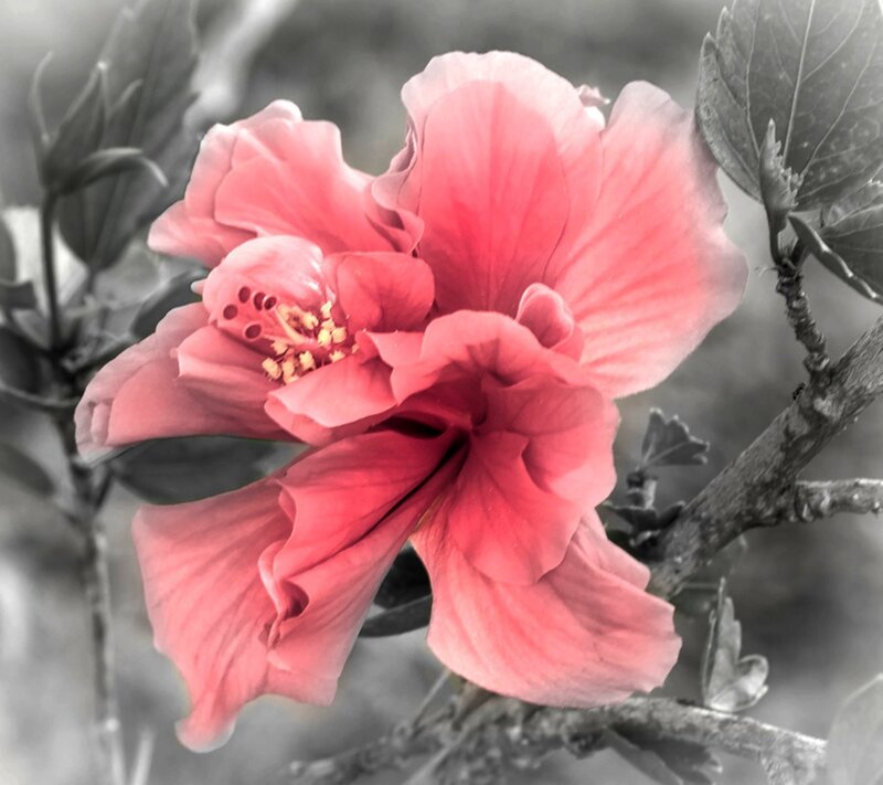 Pink Hibiscus Flower — Serene, Photograph, Leaf, Branch