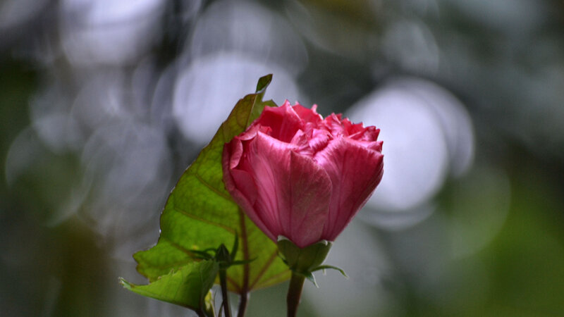Pink Hibiscus Flower — Serene, Photograph, Leaf, Bud