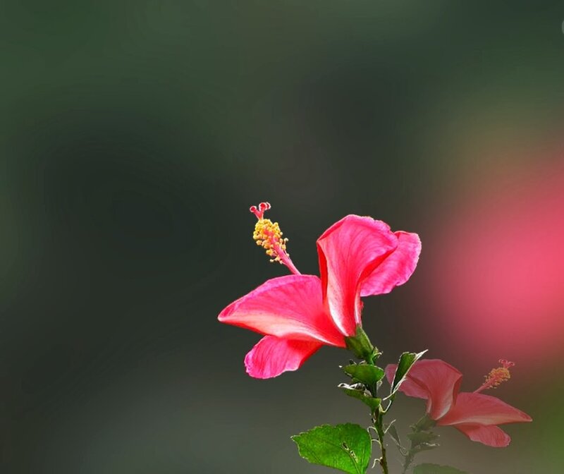 Pink Hibiscus Flower — Serene, Photograph, Leaf