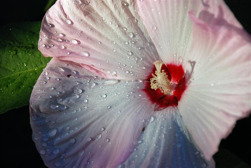 Pink Hibiscus Flower — Serene, Photograph, Petals, Stamen, Leaf