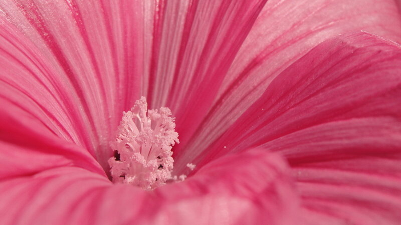 Pink Hibiscus Flower — Serene, Photograph, Petals, Stamen
