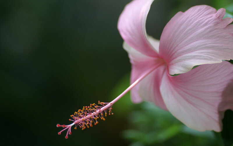Pink Hibiscus Flower — Serene, Photograph, Stamen, Petals