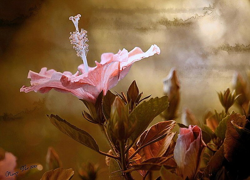 Pink Hibiscus Flower — Serene, Photograph
