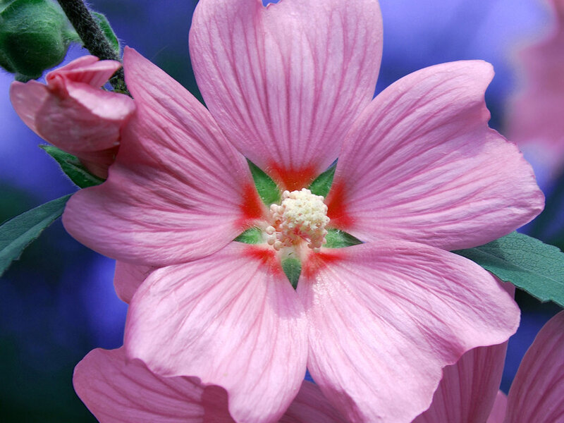Pink Hibiscus Flower — Serene, Spring