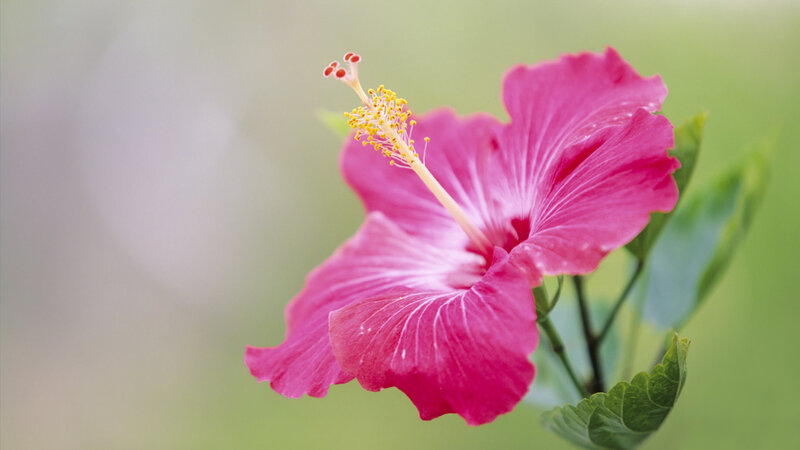 Pink Hibiscus Flower — Serene, Summer
