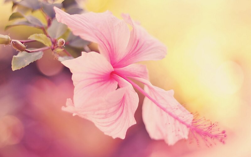 Pink Hibiscus Flower — Serene, Sunset, Photograph, Bud