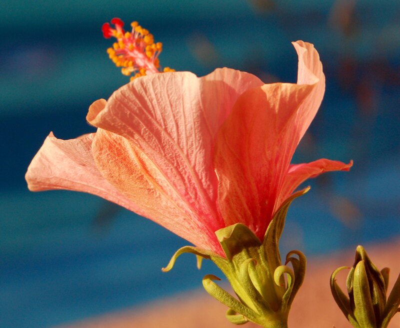 Pink Hibiscus Flower — Serene, Sunset, Photograph