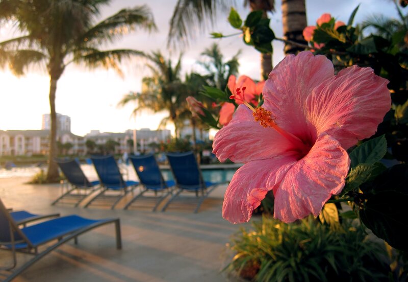 Pink Hibiscus Flower — Serene, Sunset