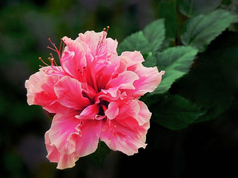 Pink Hibiscus Flower — Serene