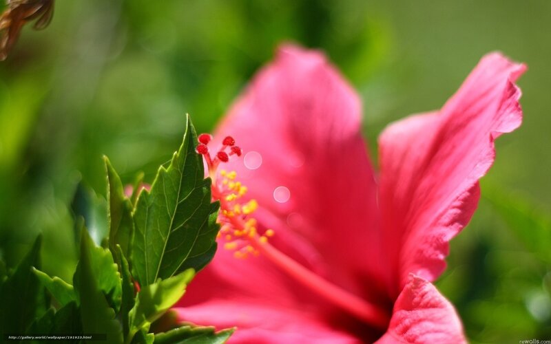 pink hibiscus flower