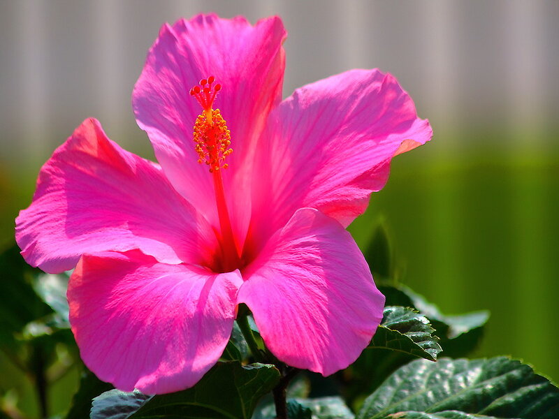 Pink Hibiscus Flower — Vibrant, Afternoon