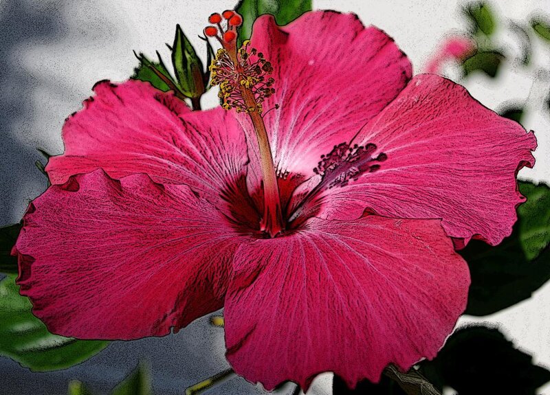 Pink Hibiscus Flower — Vibrant