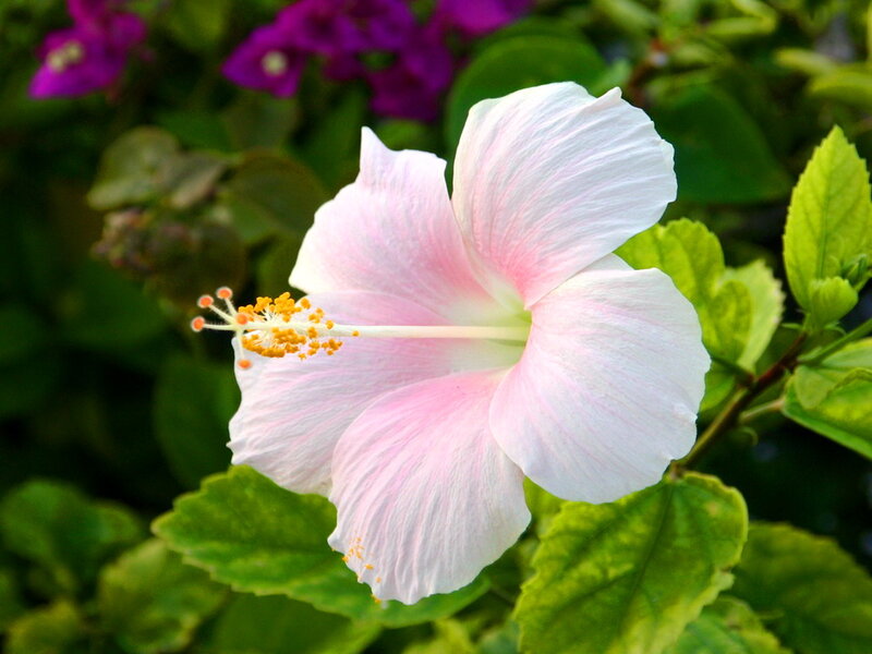 Pink Hibiscus Flower — White, Calm