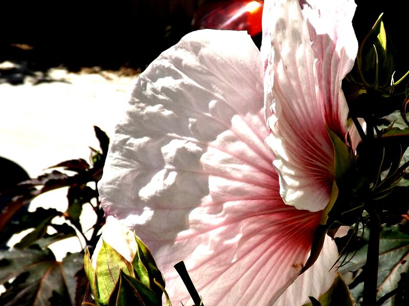Pink Hibiscus Flower — White, Dramatic