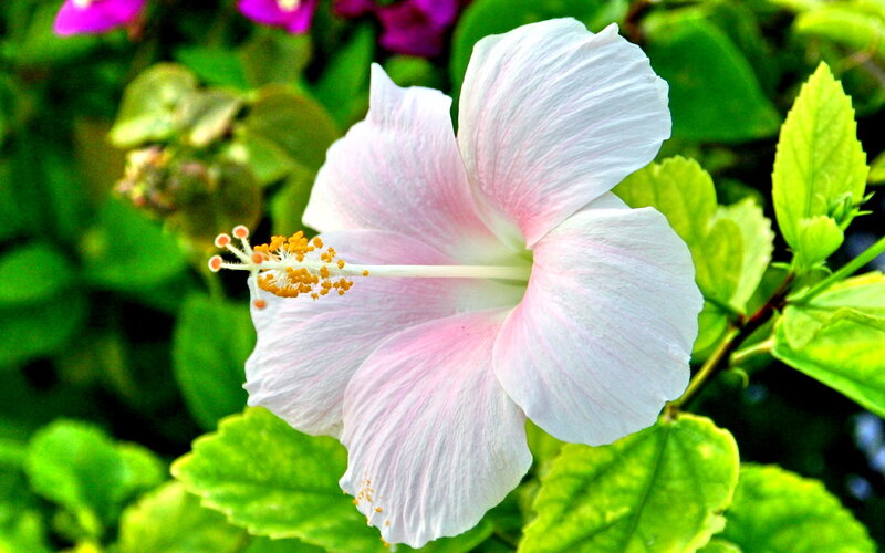 Pink Hibiscus Flower — White, Serene
