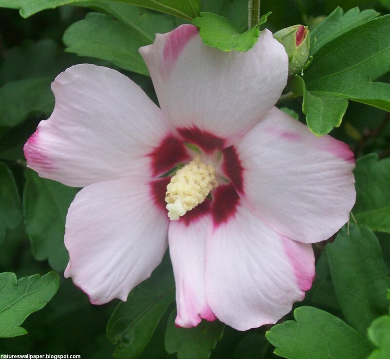 Pink Hibiscus Flower — White