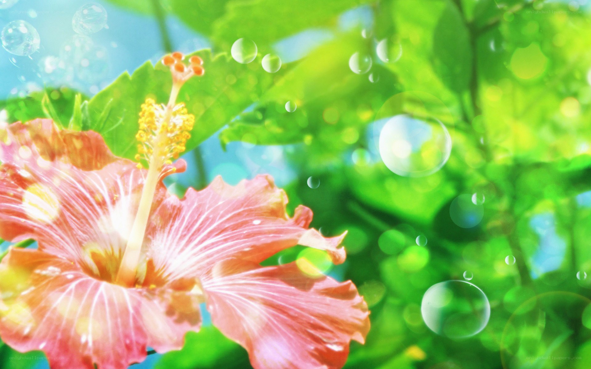 pink hibiscus flower with bubbles
