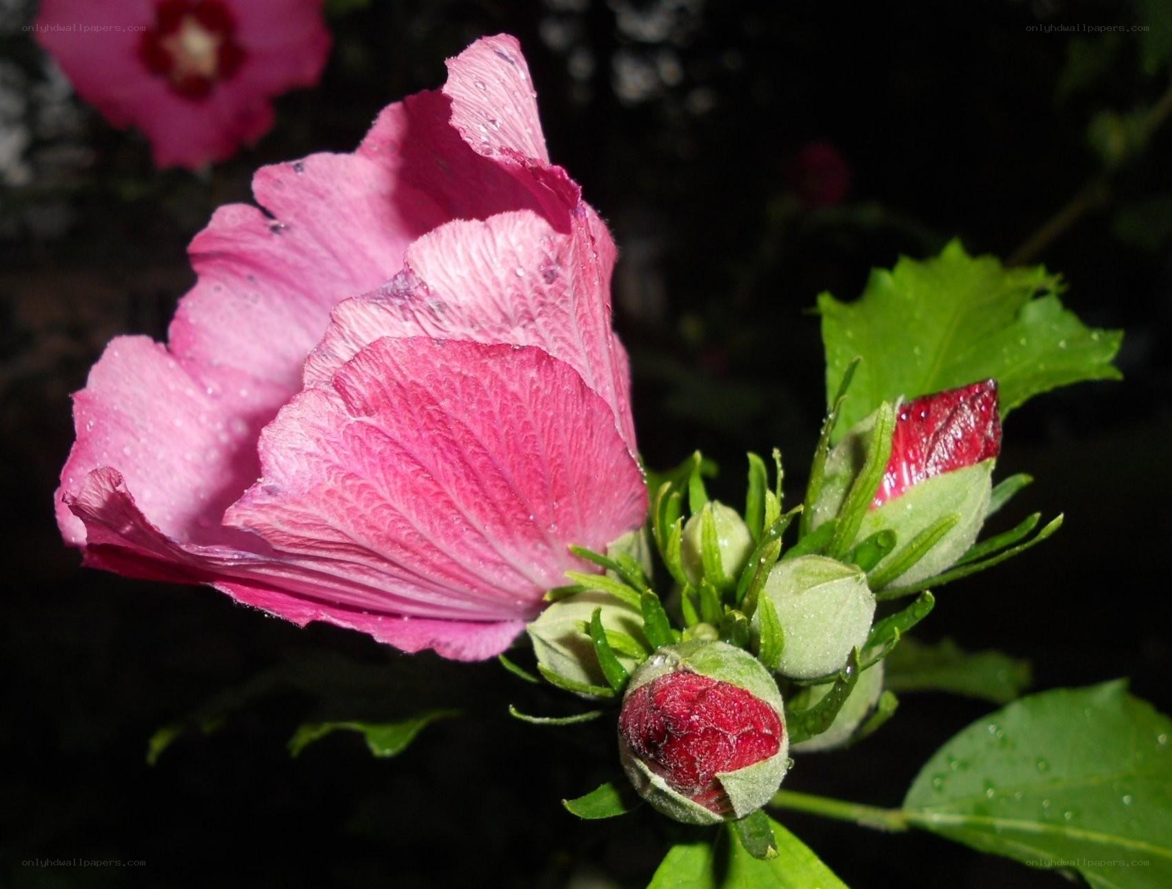 Pink hibiscus flower with buds