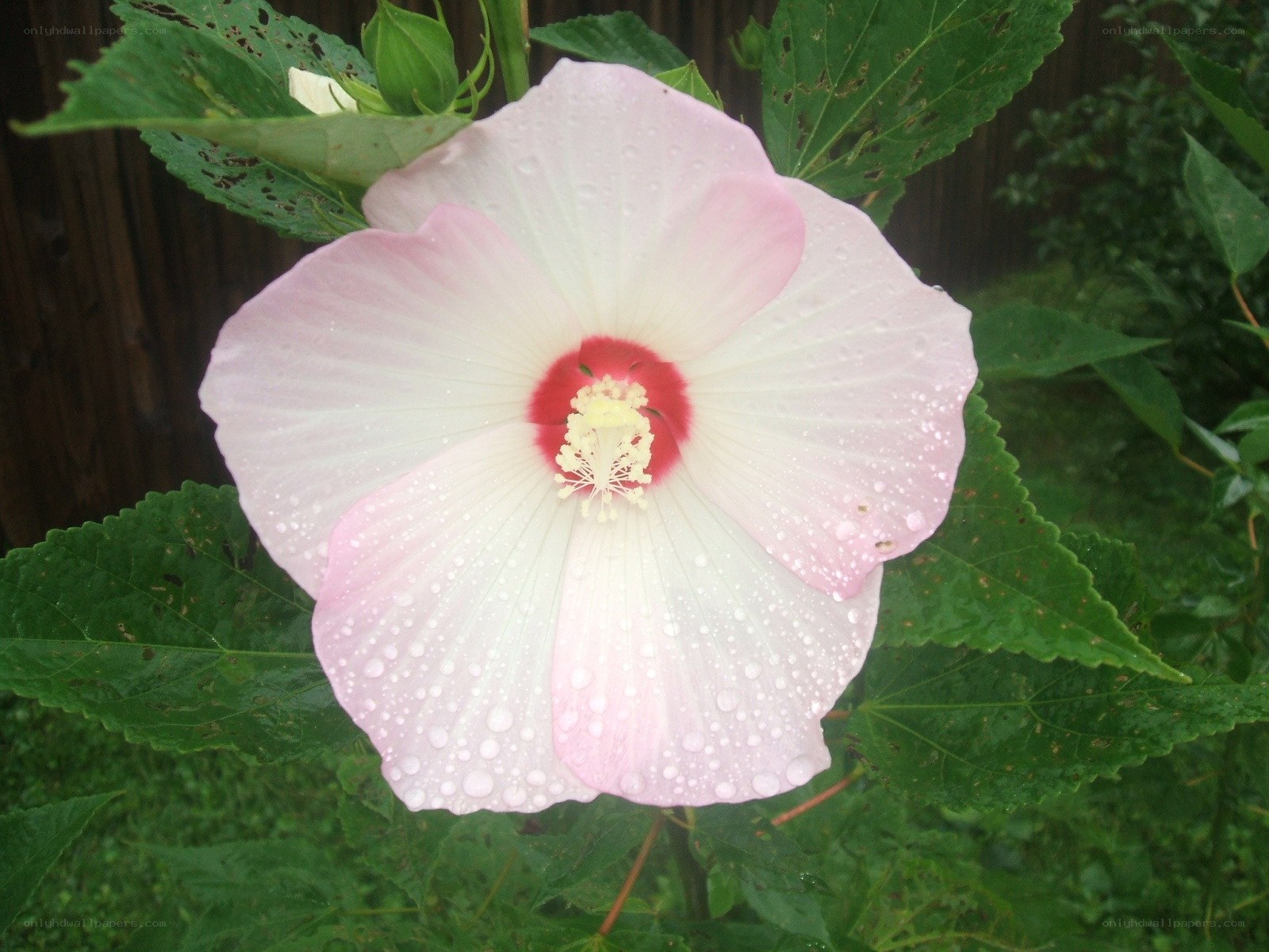 pink hibiscus flower with dew