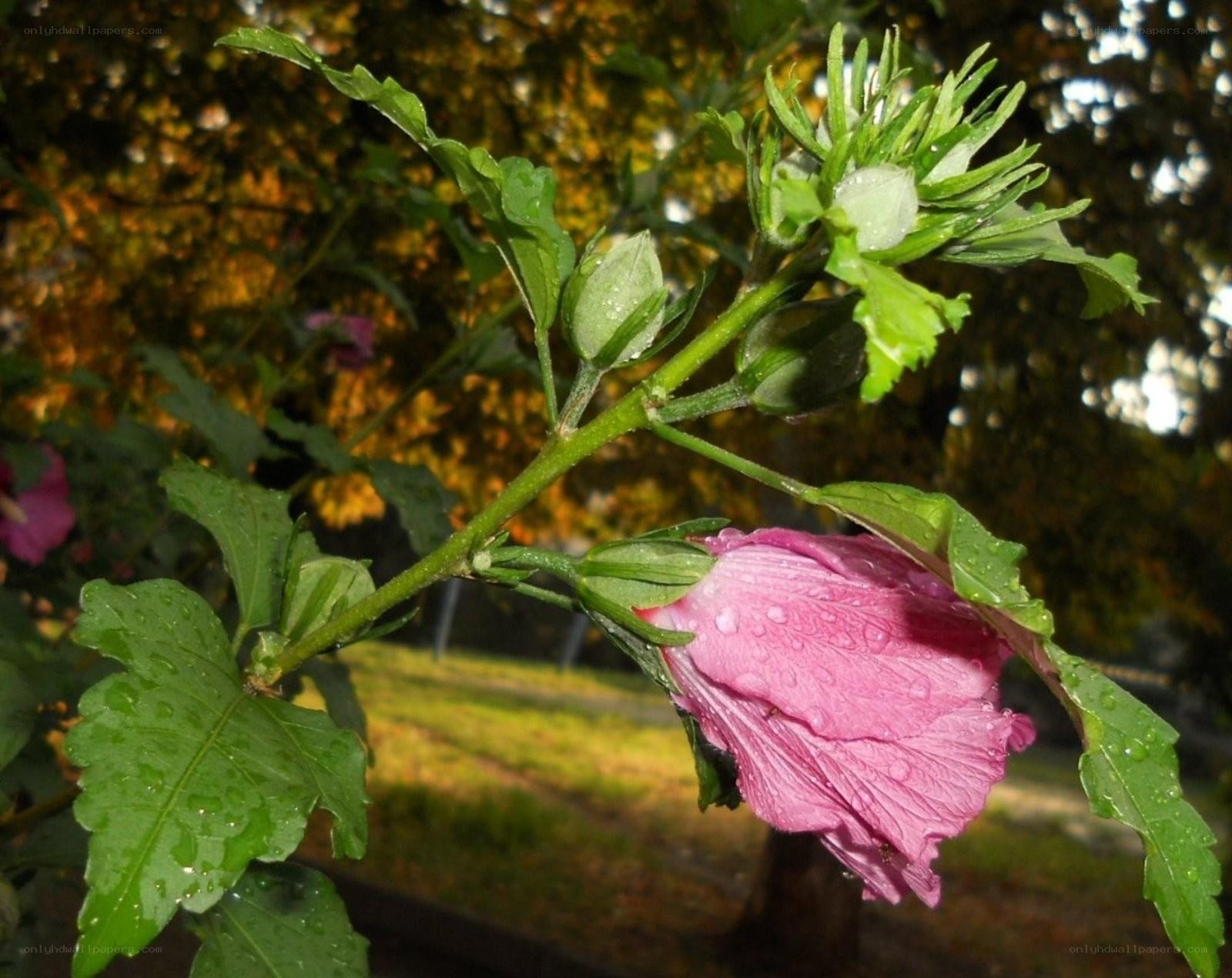 Pink hibiscus flower with dew