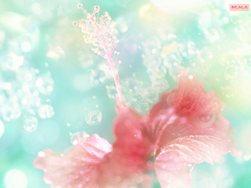 Pink hibiscus flower with water droplets