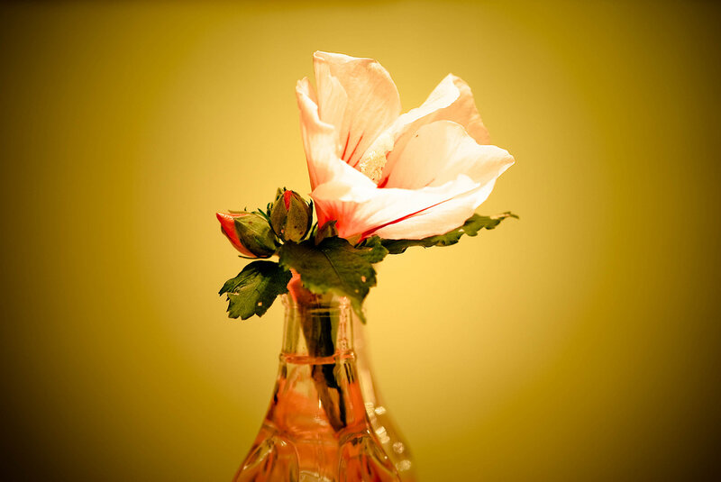 Pink Hibiscus Flower — Yellow
