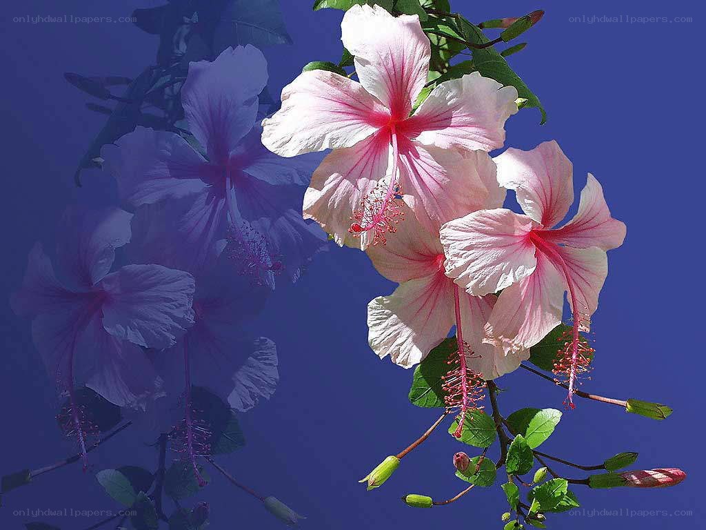 Pink hibiscus flowers