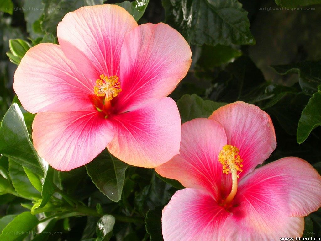 Pink hibiscus flowers