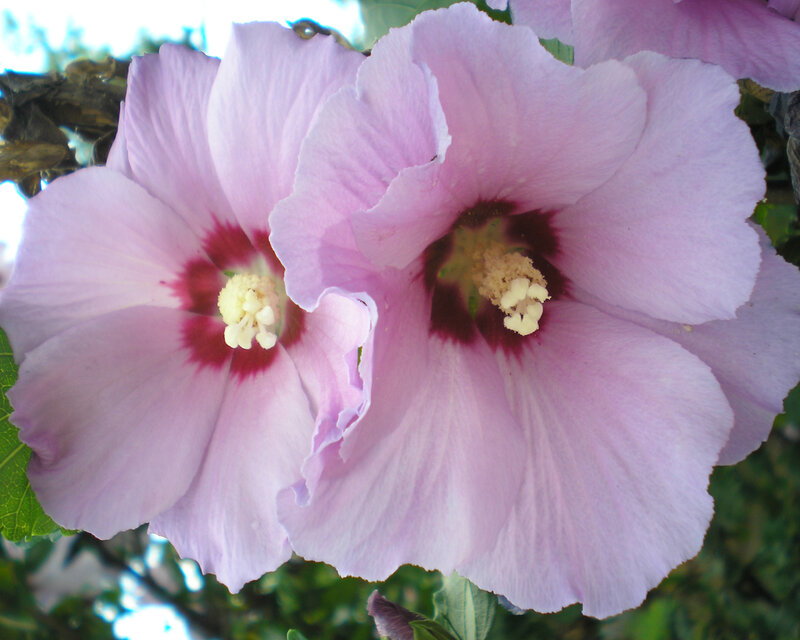 pink hibiscus flowers