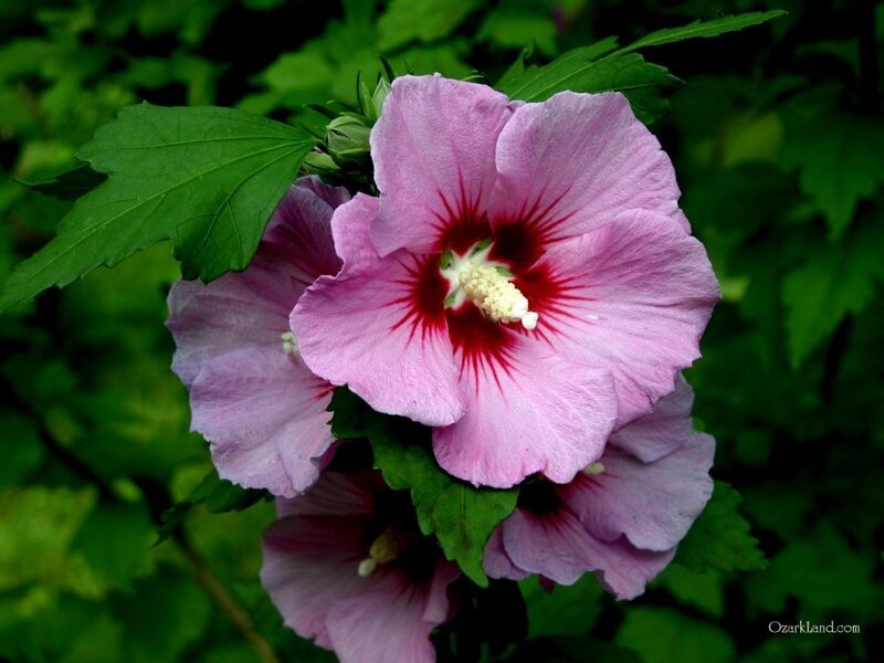 pink hibiscus flowers
