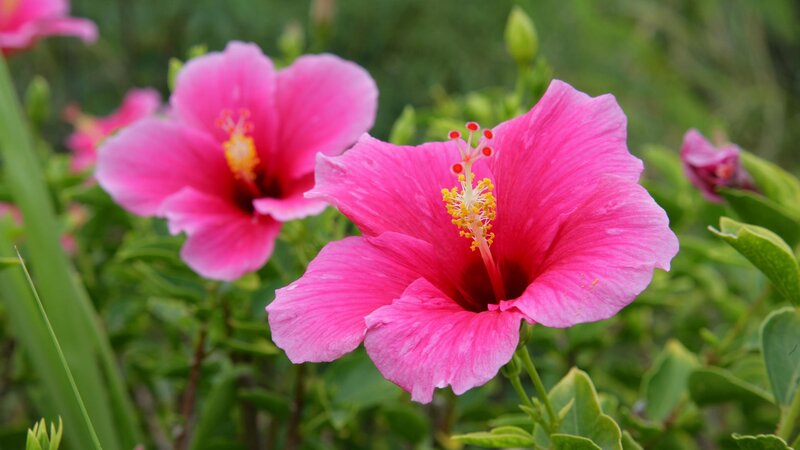 Pink Hibiscus Flowers — Afternoon