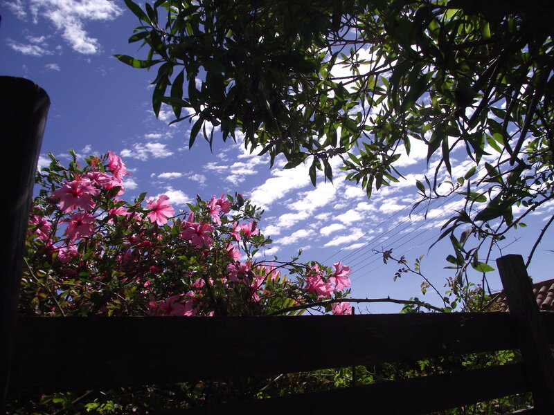 Pink Hibiscus Flowers — Blue, Serene, Afternoon, Photograph
