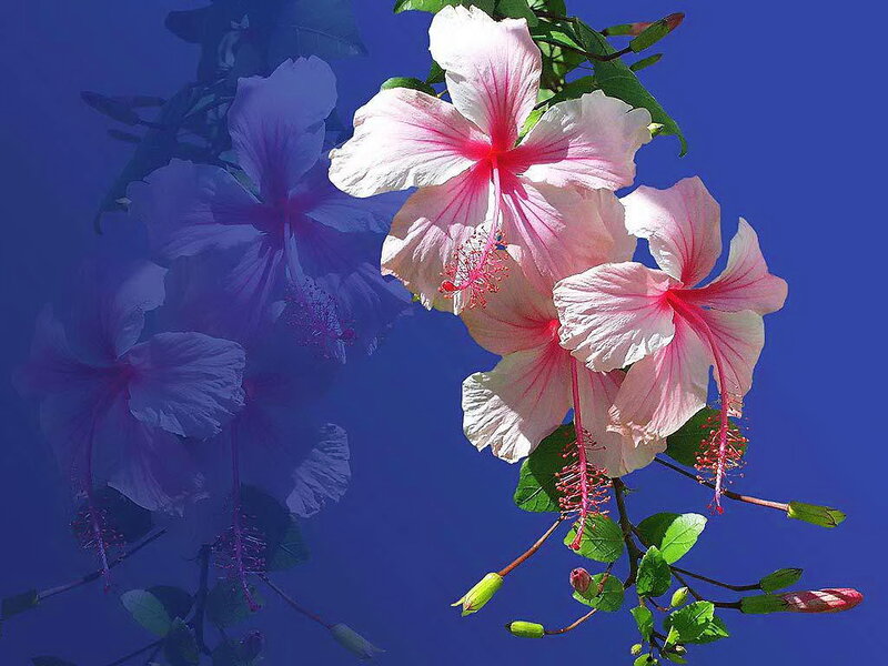 Pink Hibiscus Flowers — Blue, Serene, Afternoon