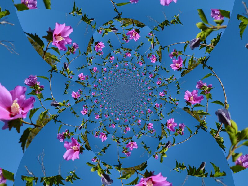 Pink Hibiscus Flowers — Blue, Serene