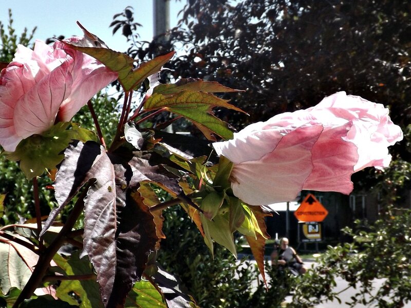 Pink Hibiscus Flowers — Calm, Afternoon