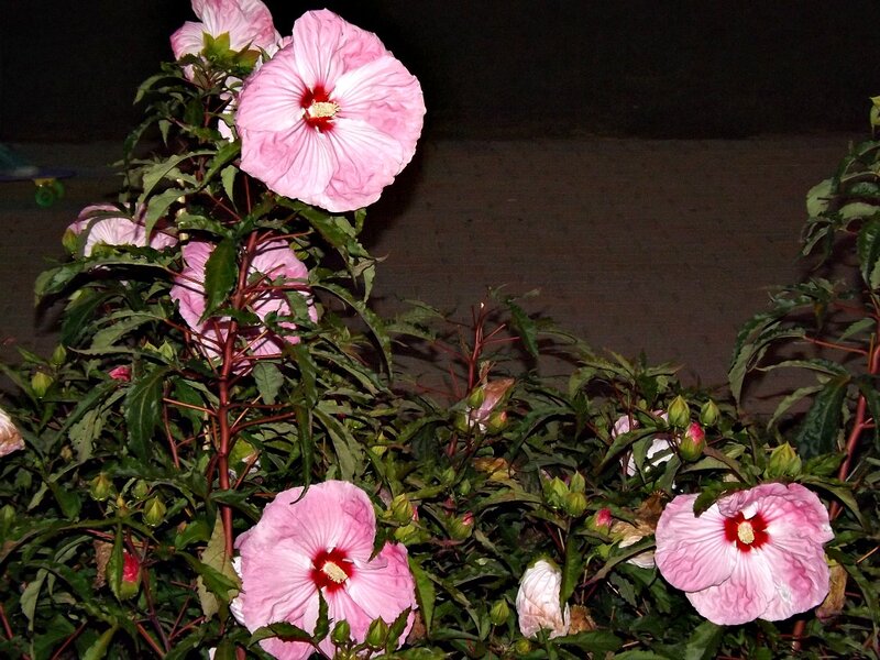 Pink Hibiscus Flowers — Calm, Night