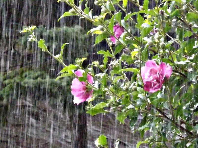 Pink Hibiscus Flowers — Calm, Photograph