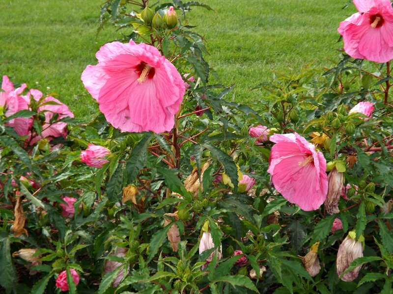 Pink Hibiscus Flowers — Calm, Summer, Photograph