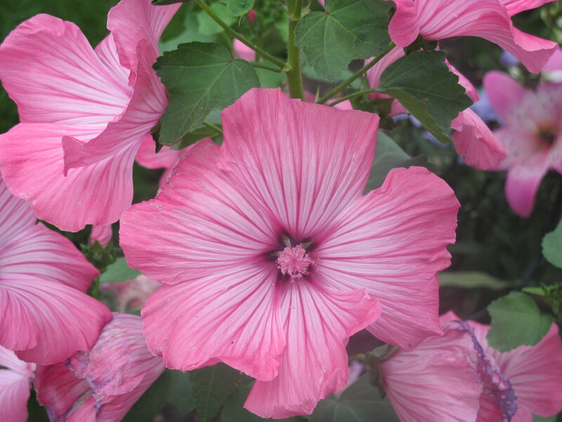 Pink Hibiscus Flowers — Calm, Summer