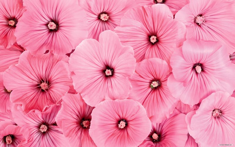 Pink Hibiscus Flowers — Calm